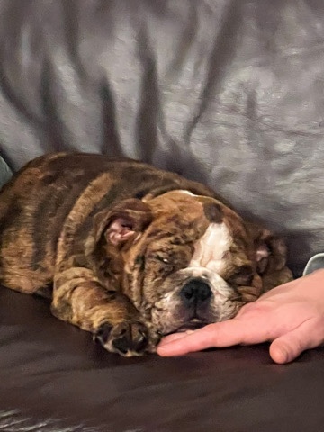 Olde English Bulldogge – Pablo