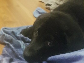 Labrador Retriever – Urgent: mastiff mix puppy needs a good home