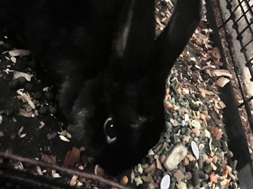 Dutch – Pet Bunny – Lorain