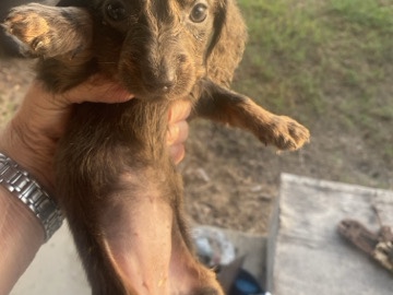 Dachshund – Dachshund puppies – Millican
