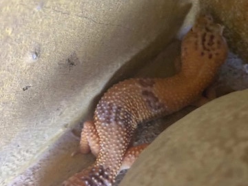 Leopard Gecko – Leoparden Gecko – Bad Hersfeld
