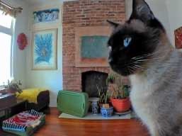 Siamese – Blue Eyed Siamese Cat – Dublin