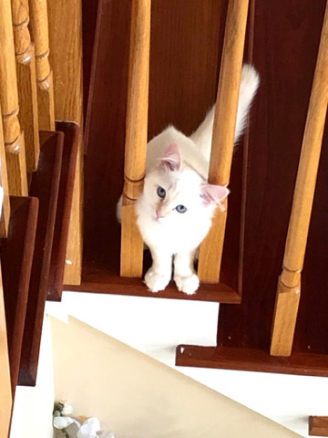 Ragdoll – Sparkle-Ragdoll flame point 2 year female