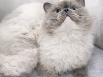 Himalayan – Pure Doll Face Himalayan Cat – Rare & Luxury – Al Fahaheel