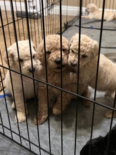 Poodle – Goldendoodle Puppies