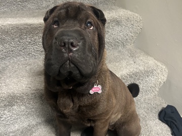 Miniature Shar Pei – Rehoming Mini Shar Pei – Wilmington