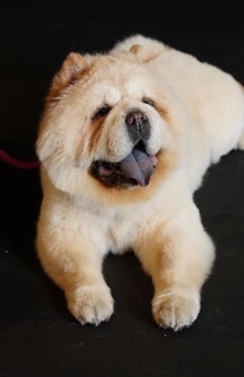 Chow Chow – a new home for King