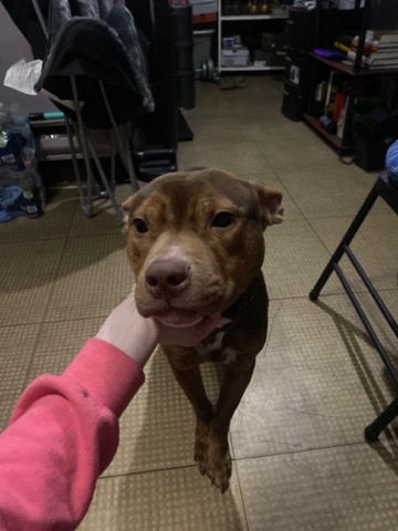 American Pit Bull Terrier – female pitbull