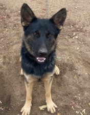 German Shepherd – German Shepherd
