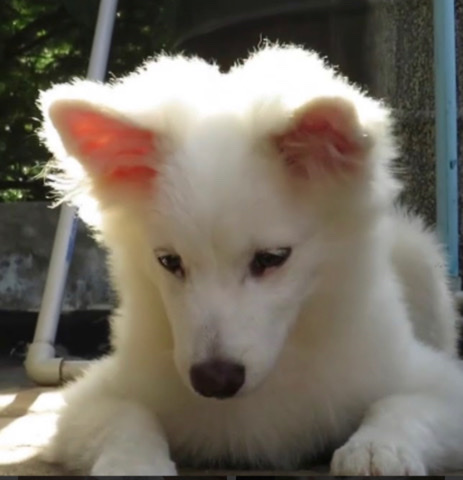 Pomeranian