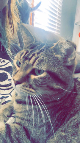 Whiskey (Jaspers brother)