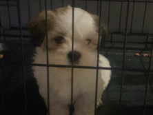 Shih Tzu – Shih Tzu – Houston