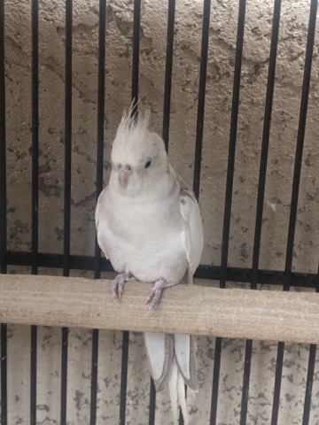 Cockatiel – cockatiel birds for sale