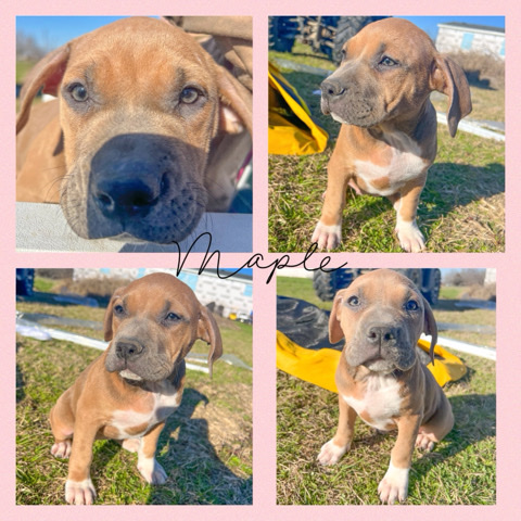 Rhodesian Ridgeback – puppy mix