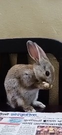 Australian rabbit