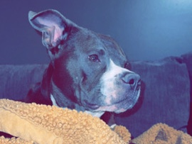 American Pit Bull Terrier – Rehoming – Fremont