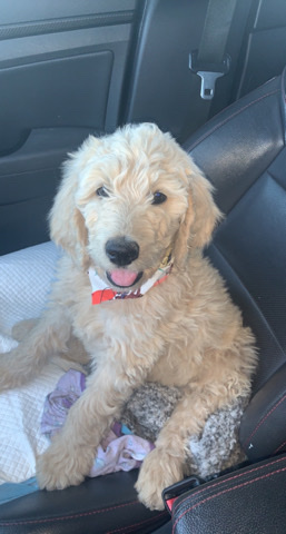Male Goldendoodle