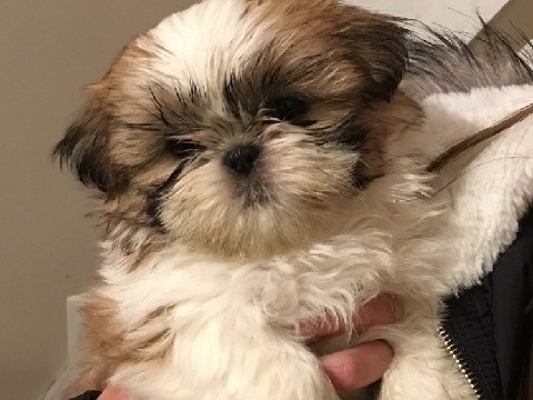 Shih Tzu – Adorable Shih Tzu Puppies Looking for Loving Homes – Larnaka