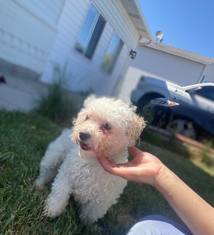 Poodle – baby