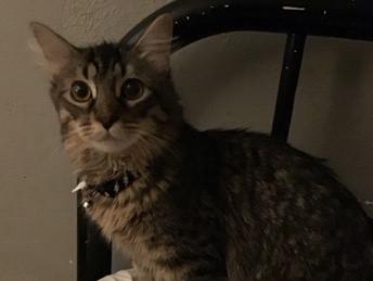 Shadow - tabby kitty mix – Phoenix