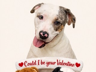 American Pit Bull Terrier – FREE VDAY MERLE XL BULLIES – Snellville