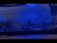 Koi - koi aquarium available for adoption in Marlborough