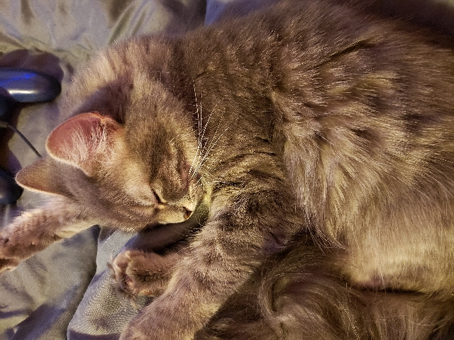 Free cat
