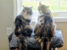 Maine Coon – two Coons ❤️ – Washington