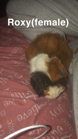 Two female Guinea pigs
