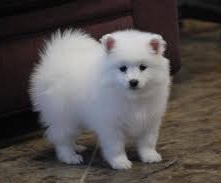 American Eskimo Dog – for sale
