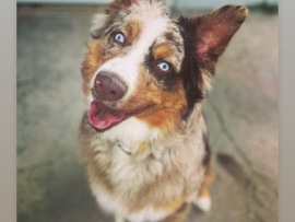 Australian Shepherd – Australian Shepherd Rehome – Sterling Heights