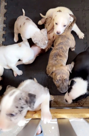 mixed breed puppies