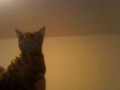 American Shorthair – adorable ginger cat well behaved – Birmingham