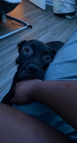 Cane Corso – Rehome!