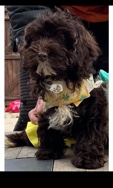 Poodle – toy poodle little girl
