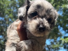 Yorkie Poo – yorkie poo puppies – Fort Worth