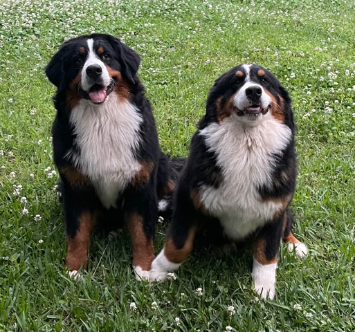 Bernese Mountain Dog – Bernese mountain Dogs