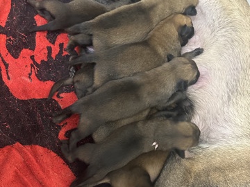 Image of Belgian Shepherd Dog (Malinois)