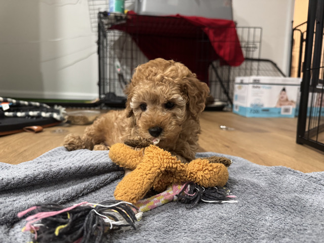 Poodle – Macchiato | 100% Miniature Poodle – Rockland