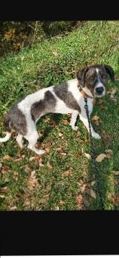 Treeing Walker Coonhound – Hound mix looking for new home