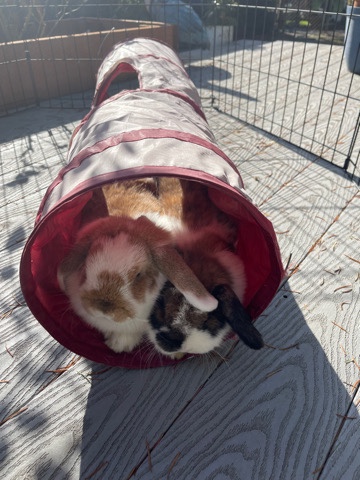 Holland Lop – 2 Bonded Holland Lops