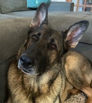 German Shepherd – German Shepherd (Appa)