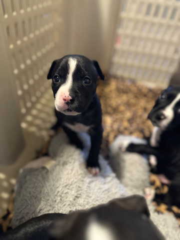 Boxer β πΆπ Adorable Puppies Available! ππΆ