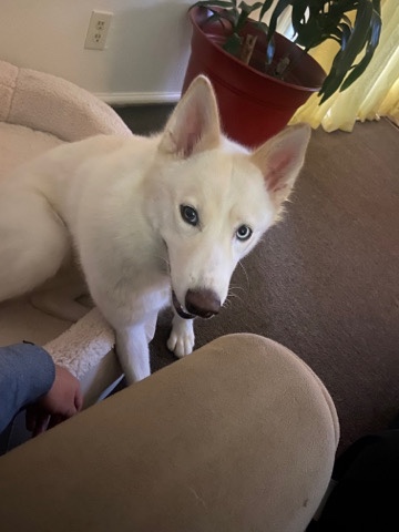 Siberian Husky – Nova