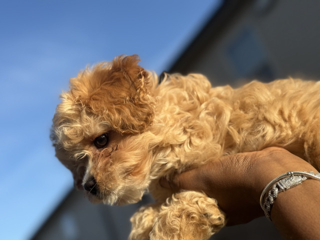 Cavapoo - Cavapoo available for adoption in Clarksville