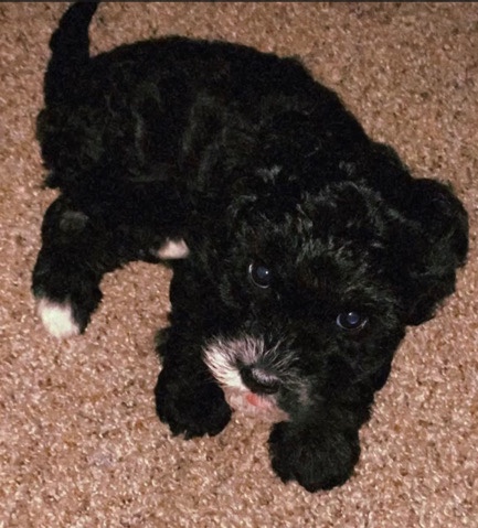 Poodle – multipoo poodle