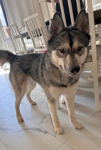 Lisa in need of LOVING home