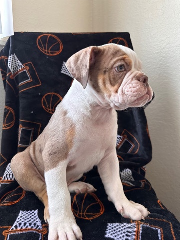 Bulldog – English bulldog puppies
