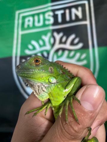Any – Green iguanas - *** call me