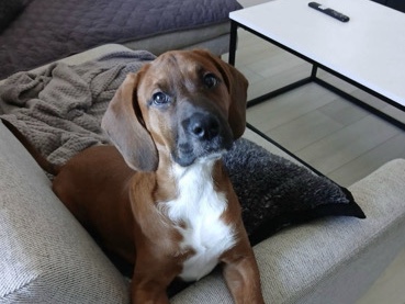 Black and Tan Coonhound – Margot - hound mix – Fort Lauderdale